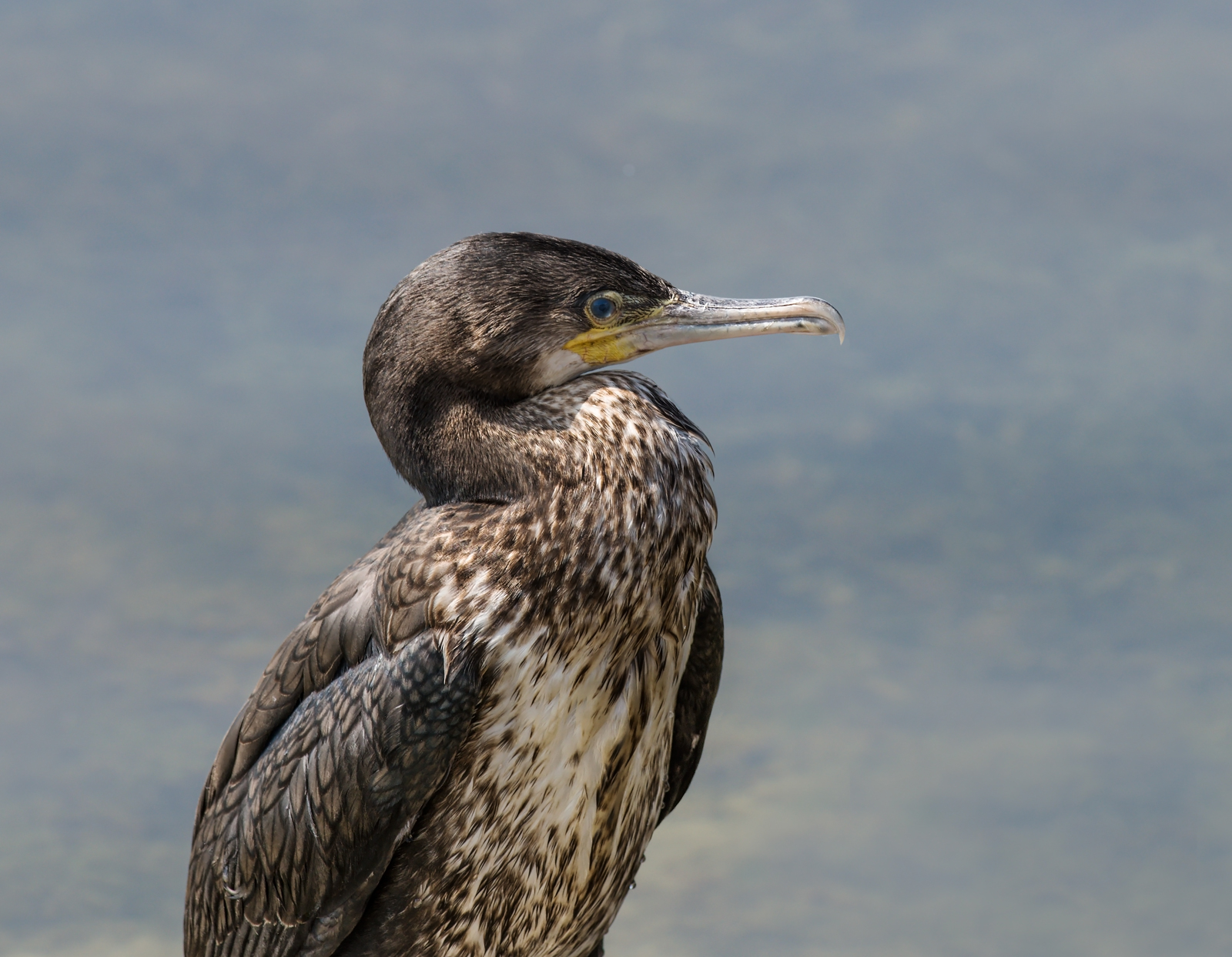 Cormorant