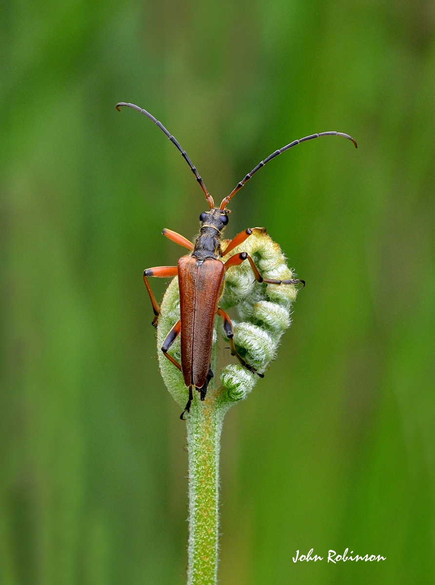 Longhorn beetle