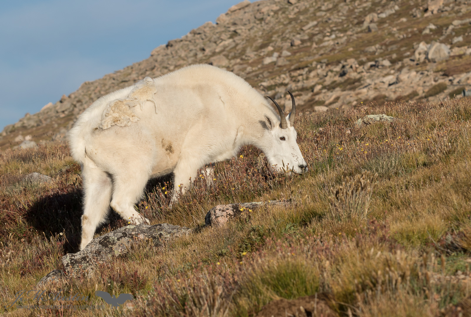 Mountain Goat 1
