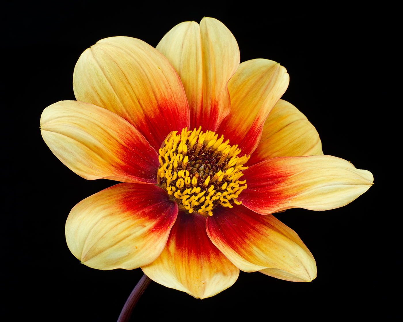 Dahlia