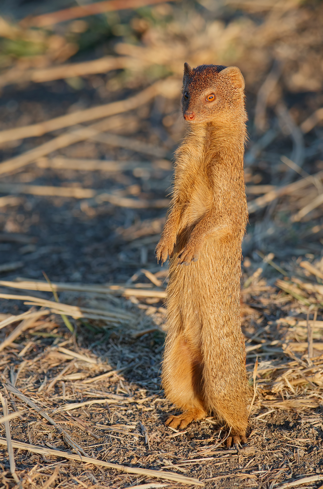 Slender Mongoose