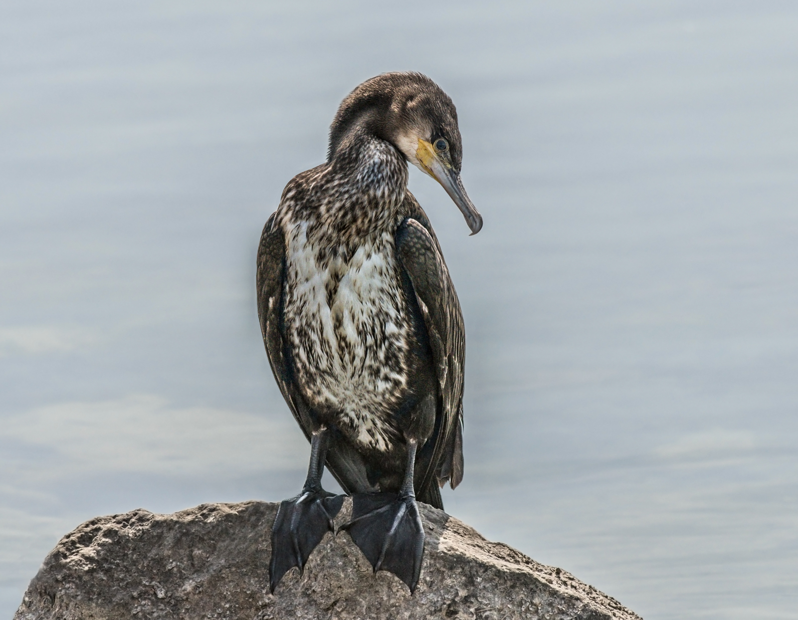 Cormorant 2