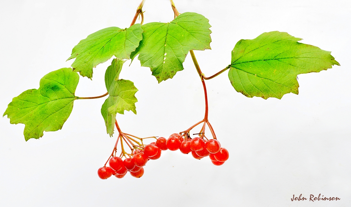 Viburnum
