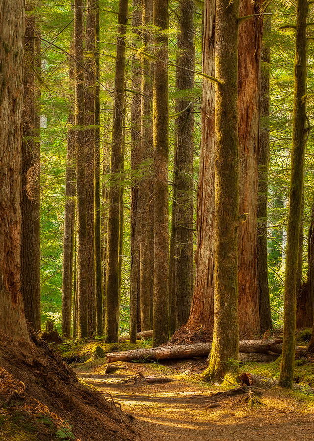 In the Forest