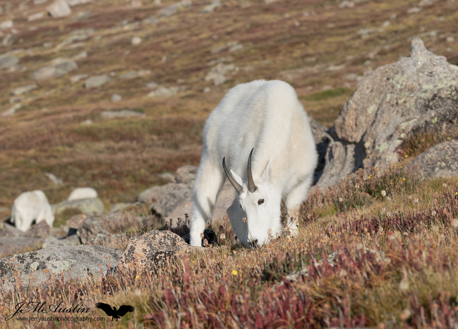 Handsome Goat