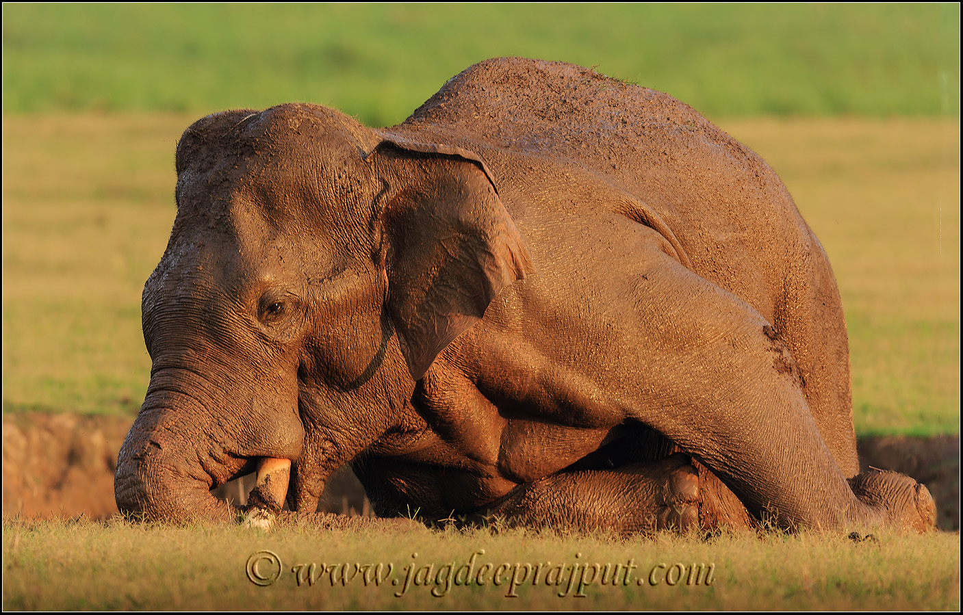 Digging the tusks