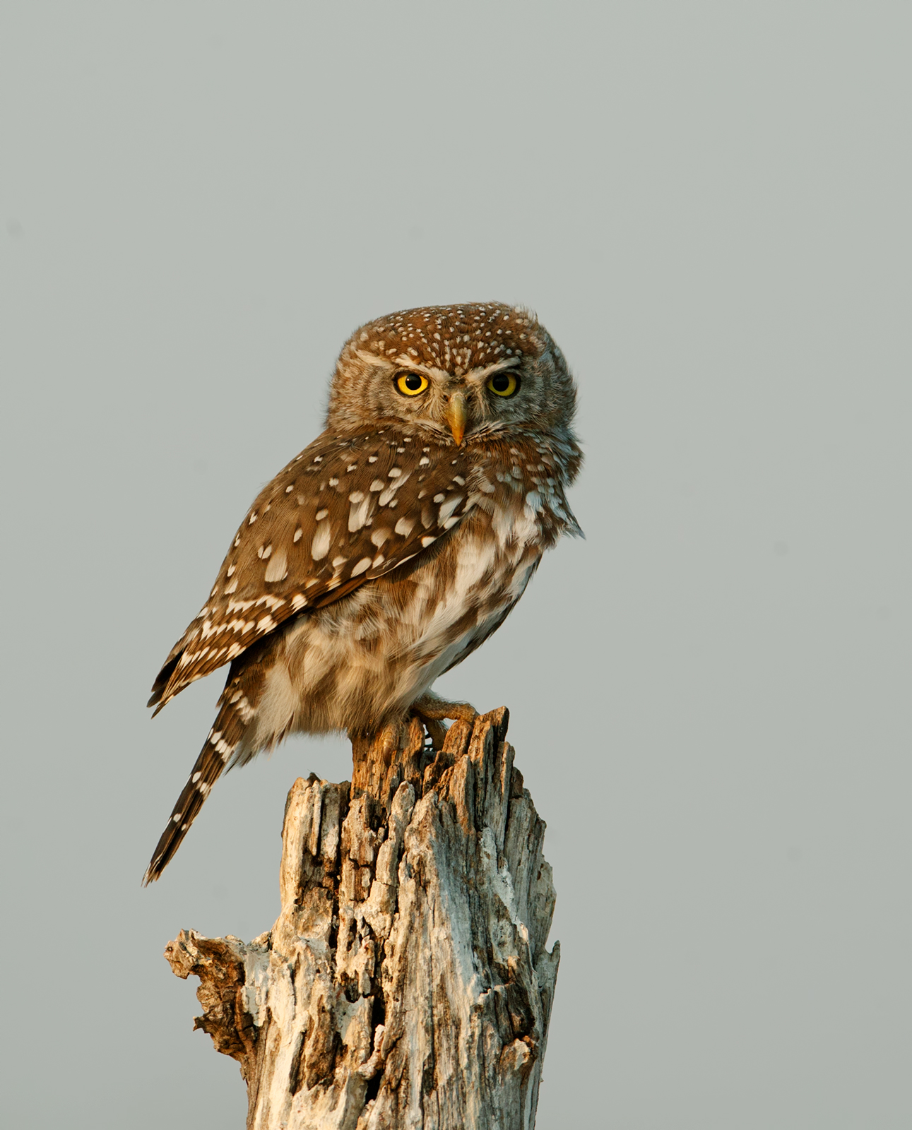 Pearl-Spotted Owlet