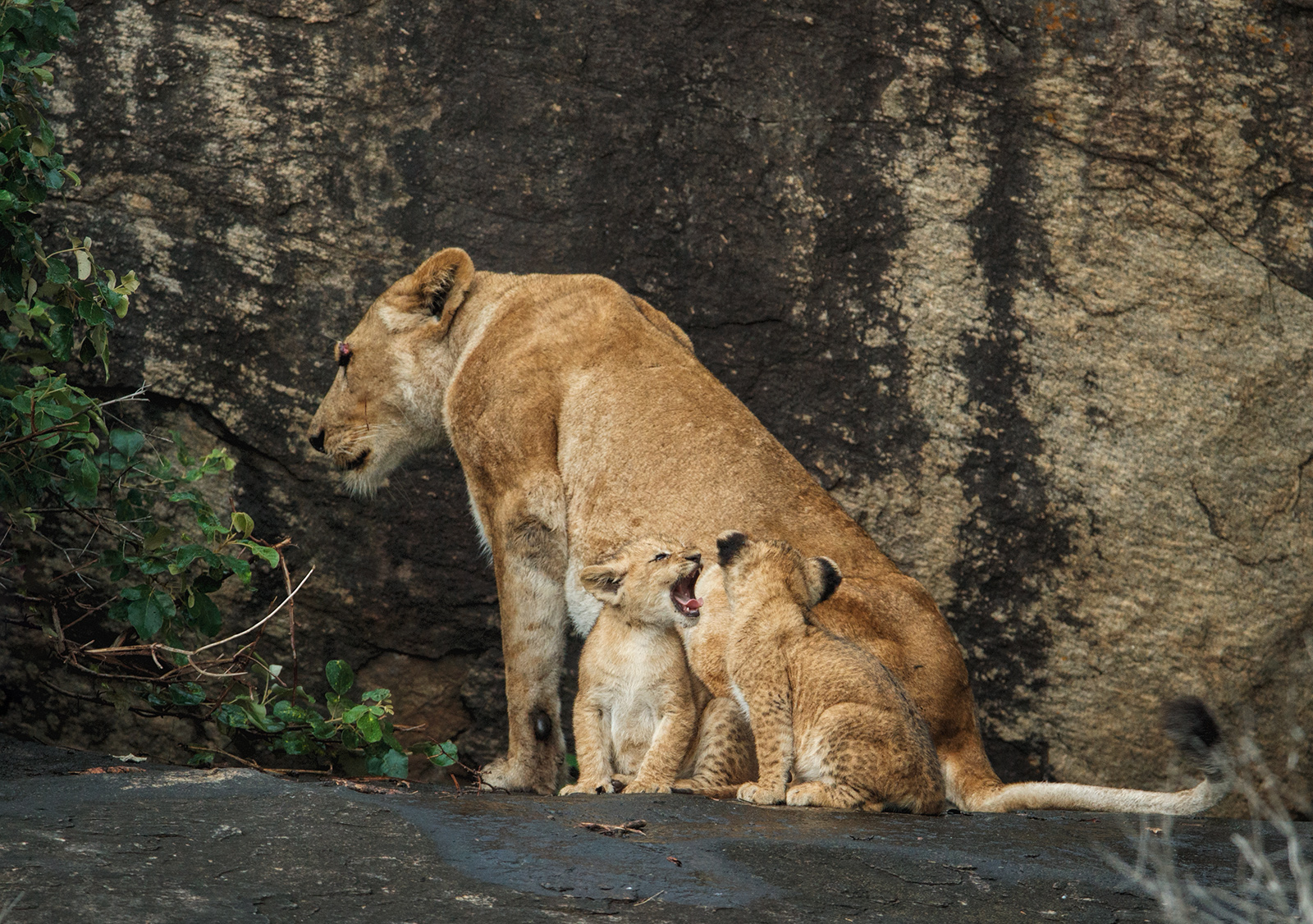 Cubs with Mum