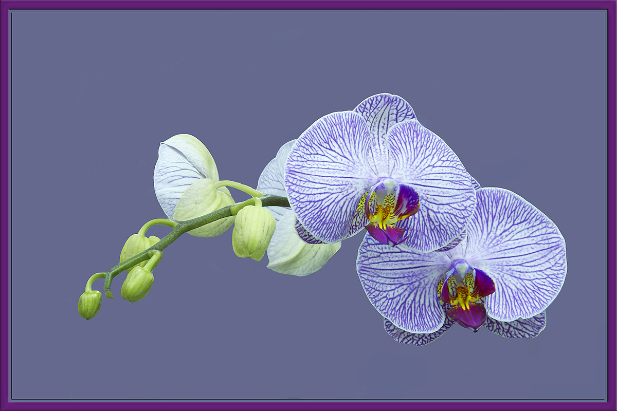 Orchid 40