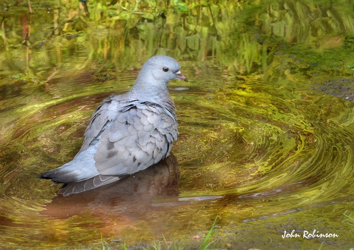 Stock Dove