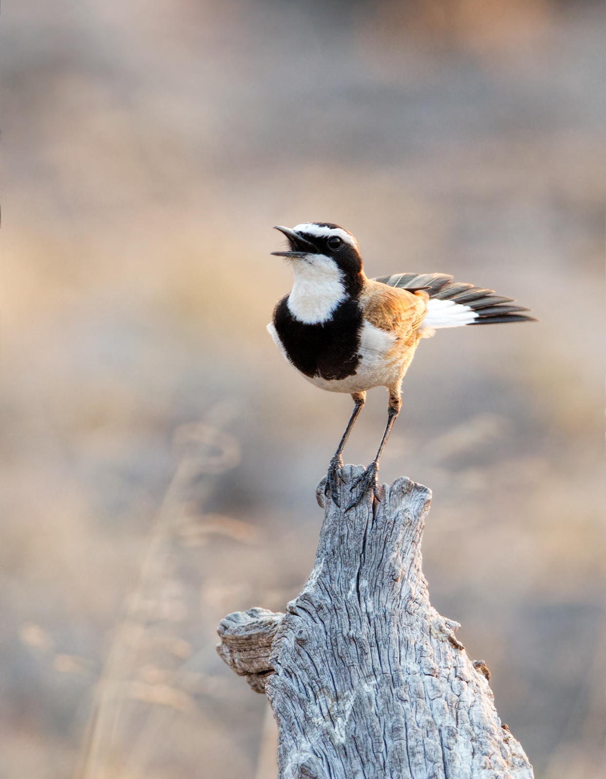 Capped Wheatear