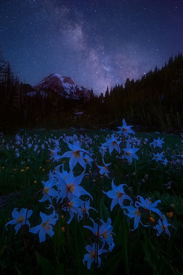 Languid Dream [+edits]