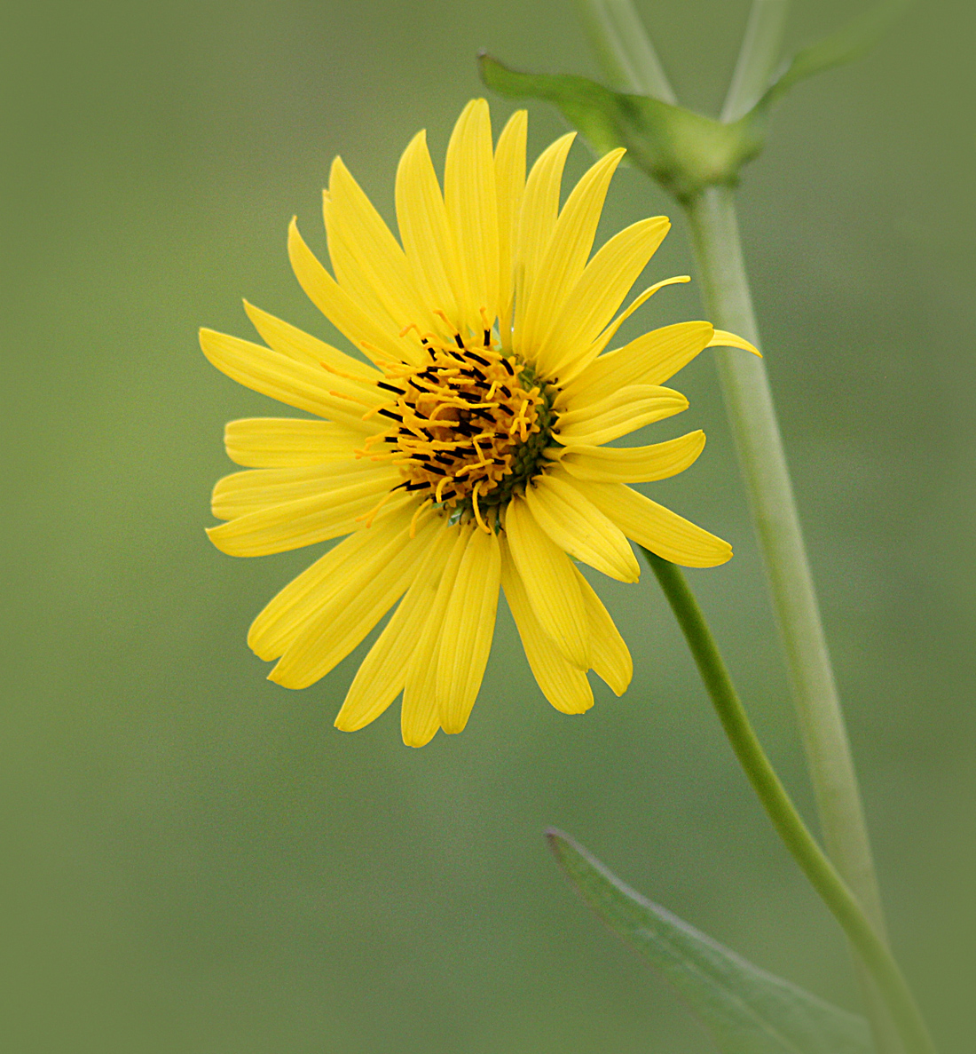 Wildflower #2
