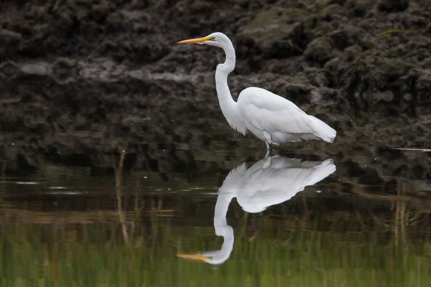 Reflection