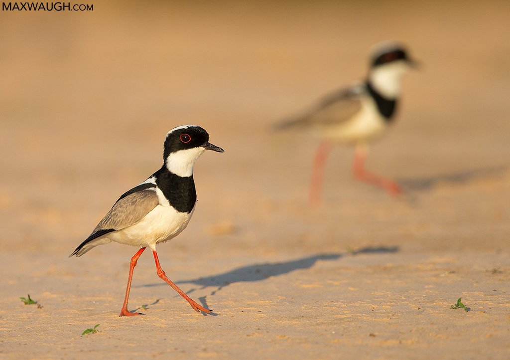 Pied Lapwings