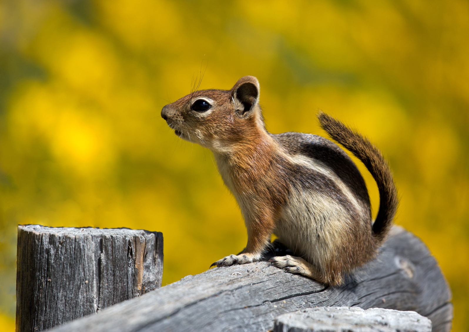 Golden Mantled