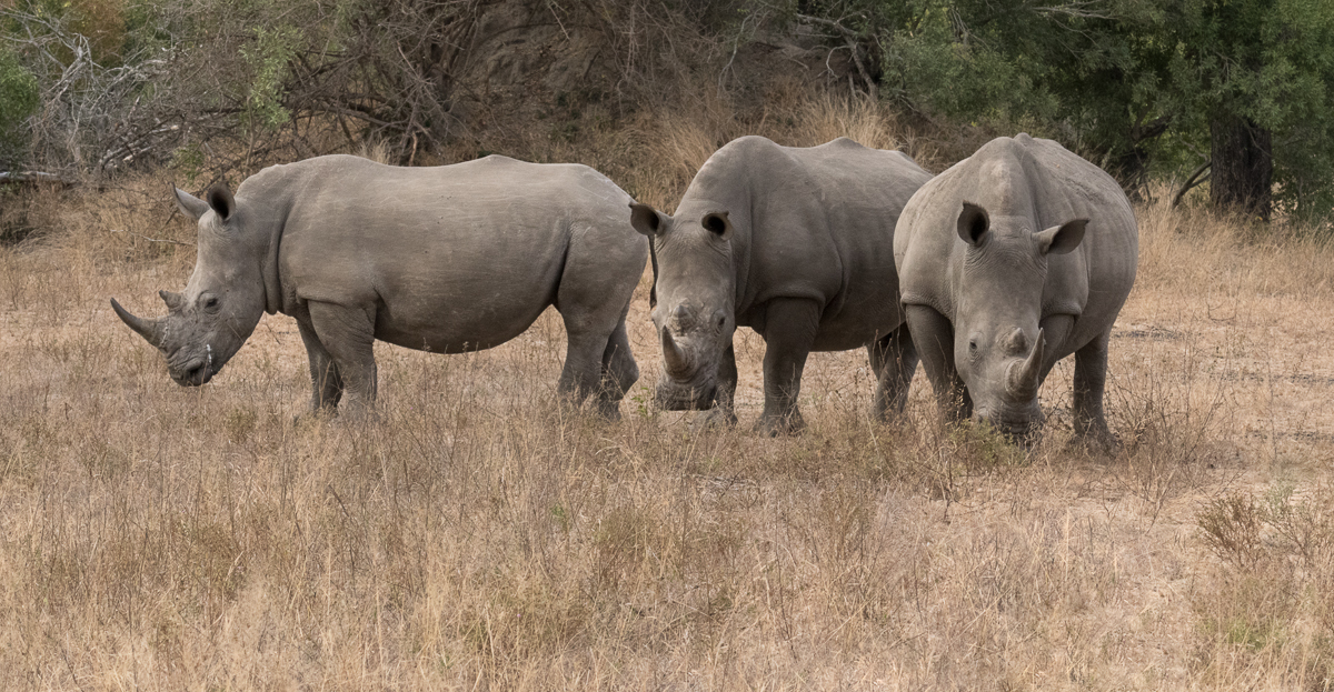Rhinos