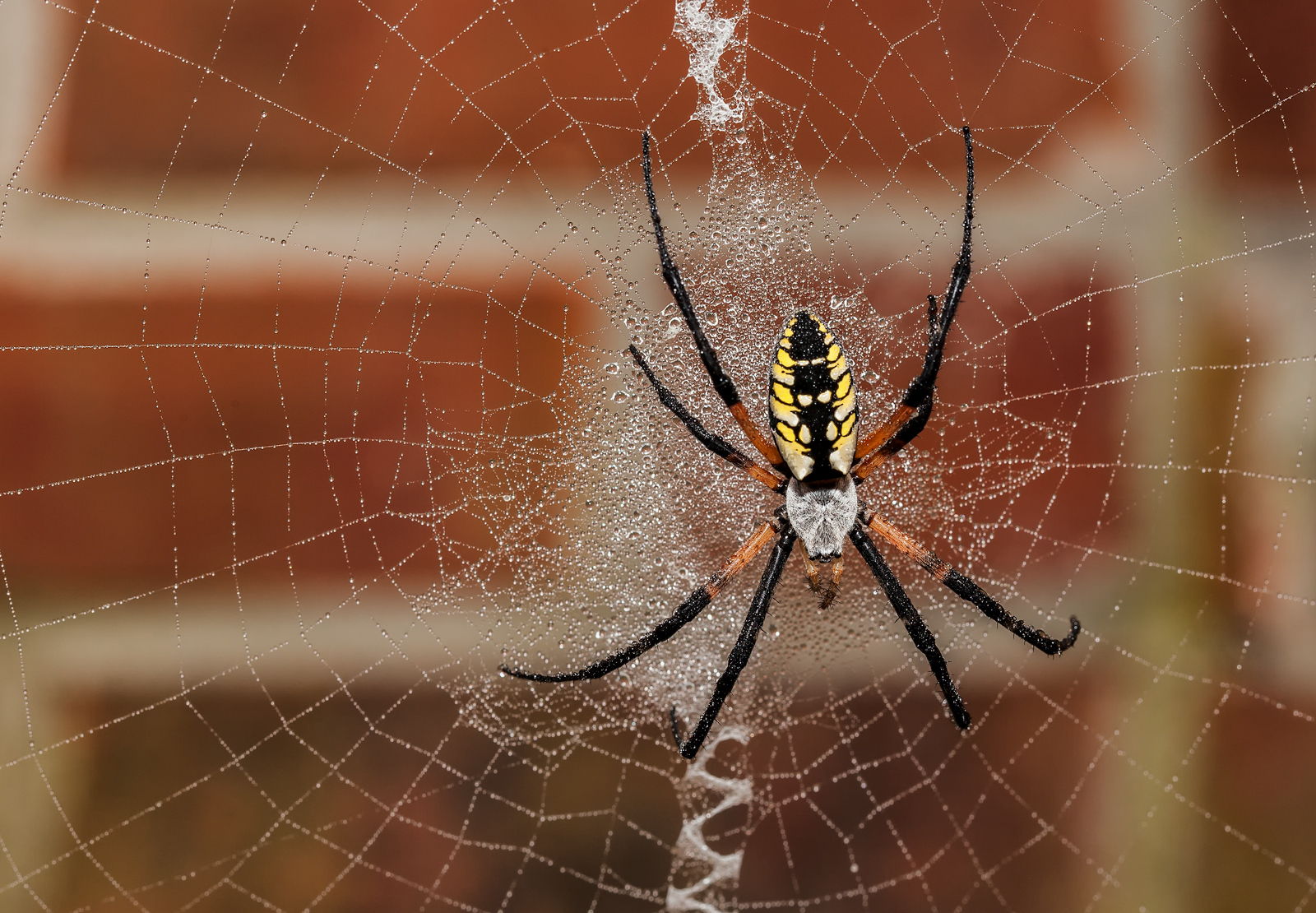 Spider and Web