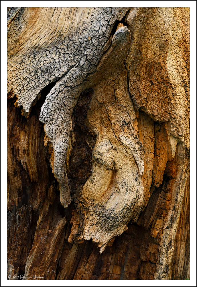 Lodgepole Detail