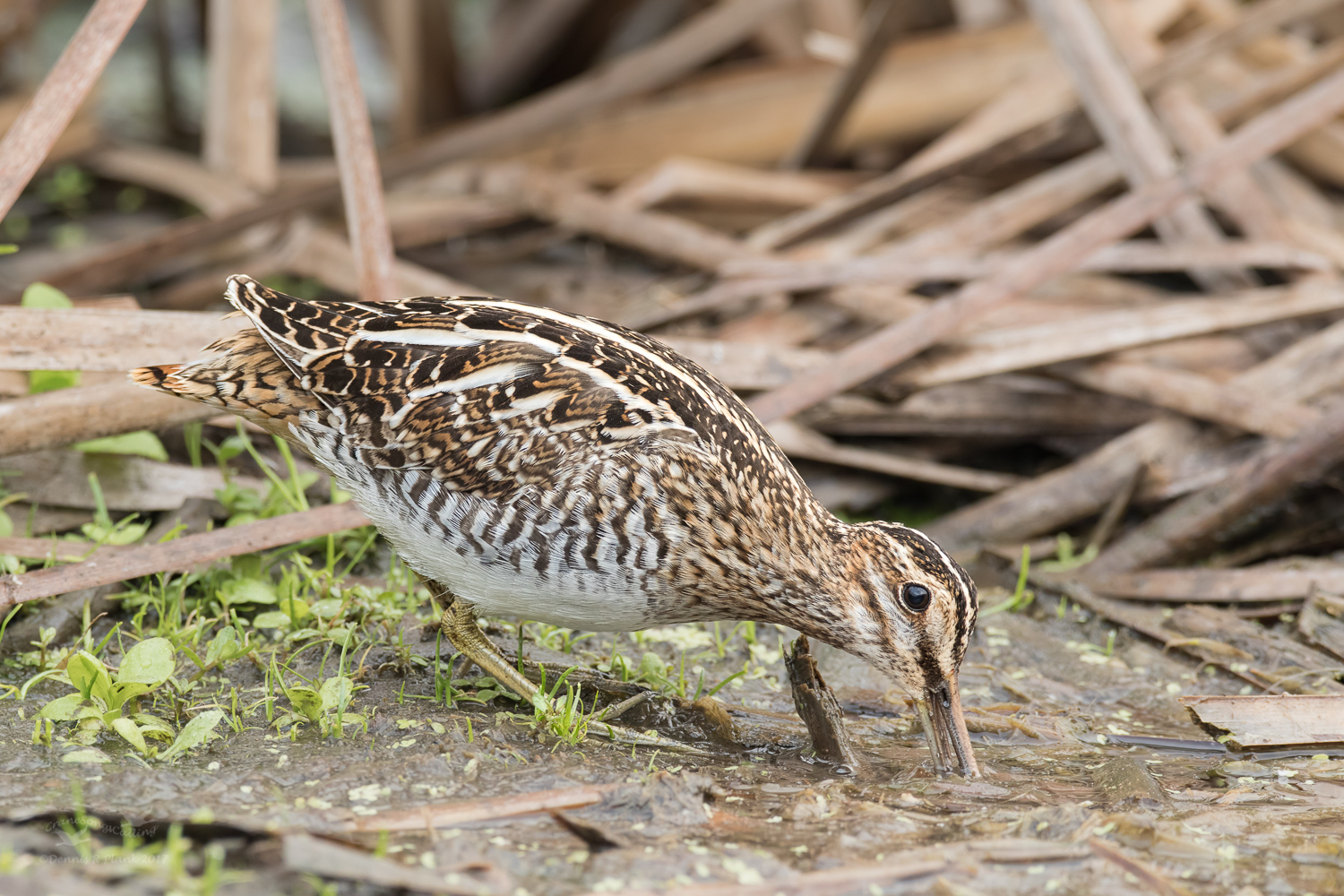 Snipe Hunt