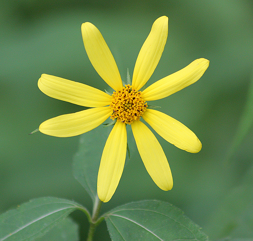 wildflower #3