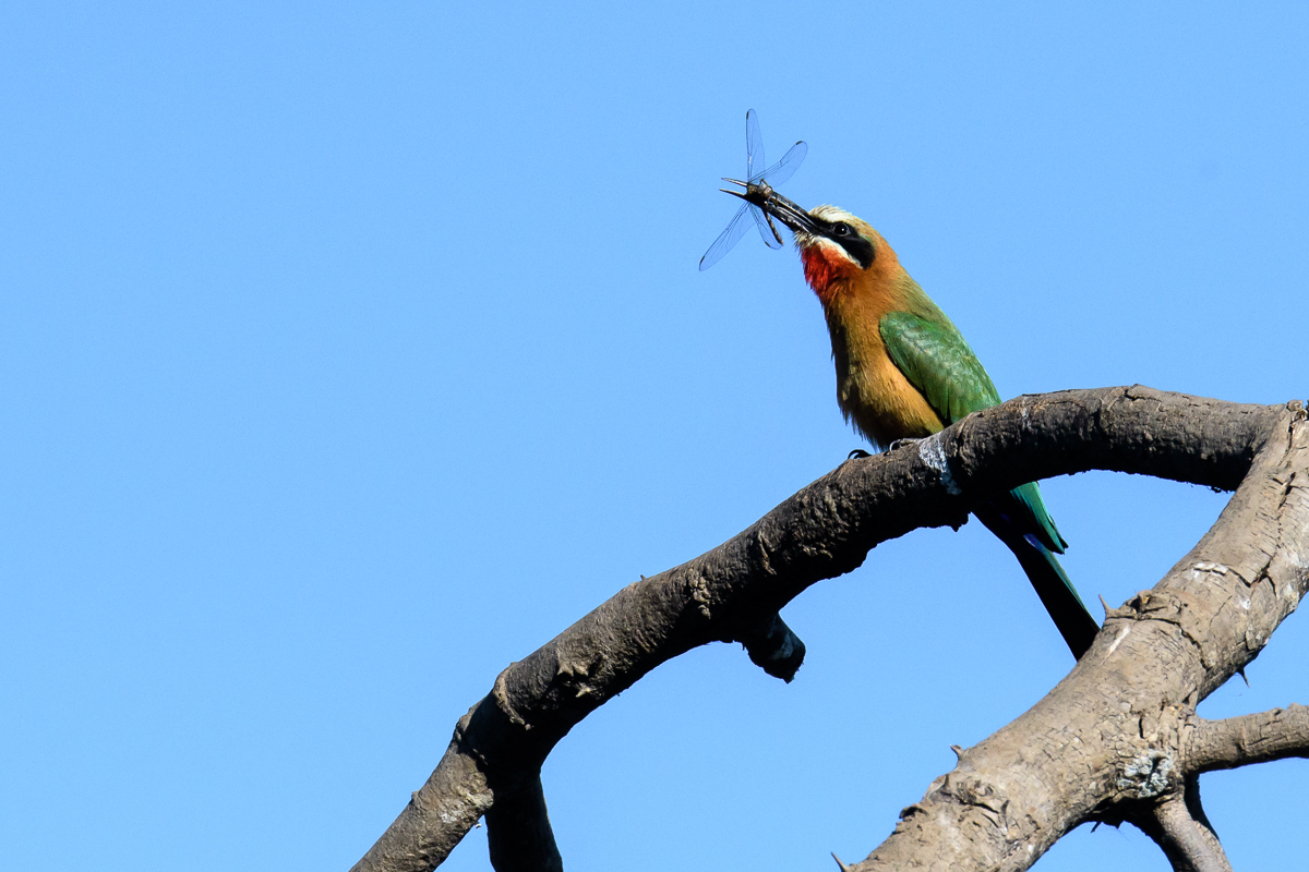 WF Bee Eater + Bug