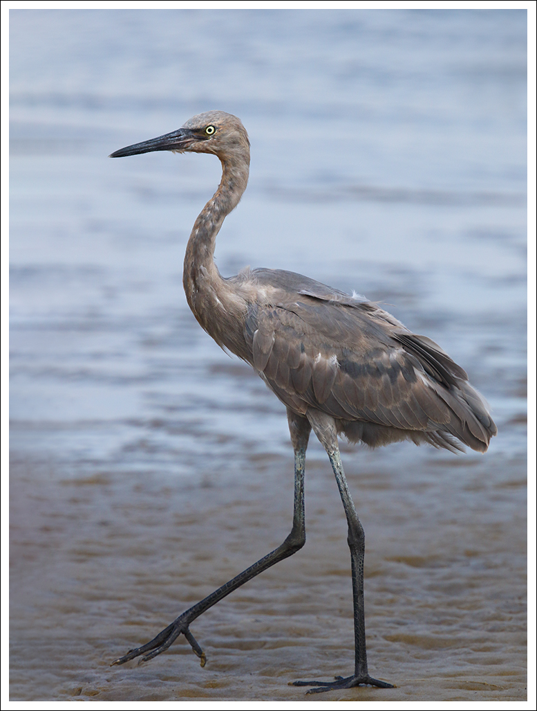 Juvenile Reddish Egret
