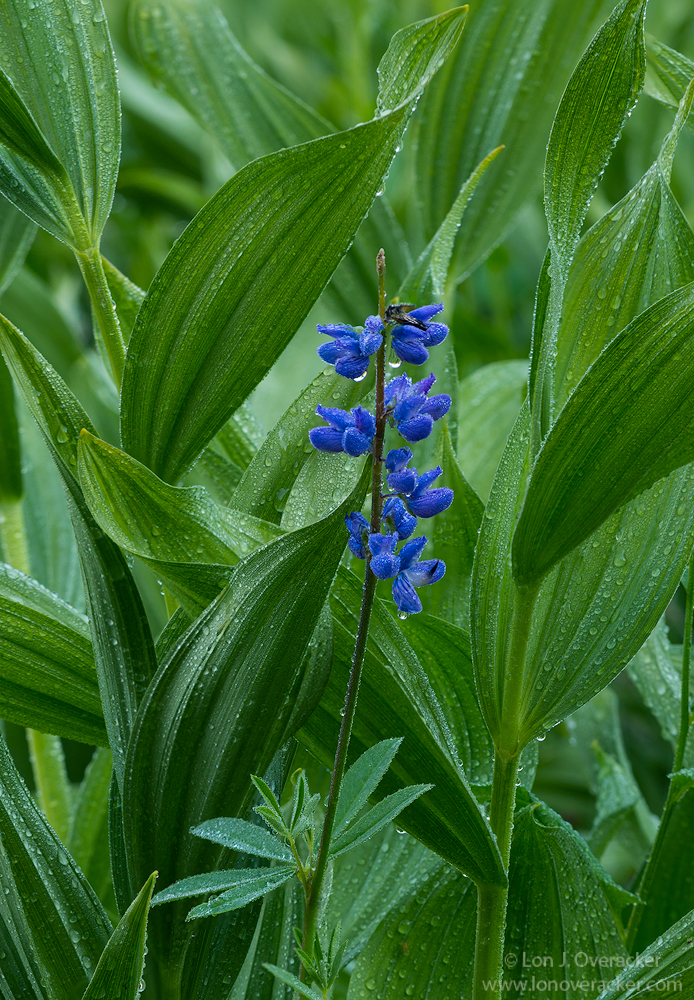 Standing out in a Crowd