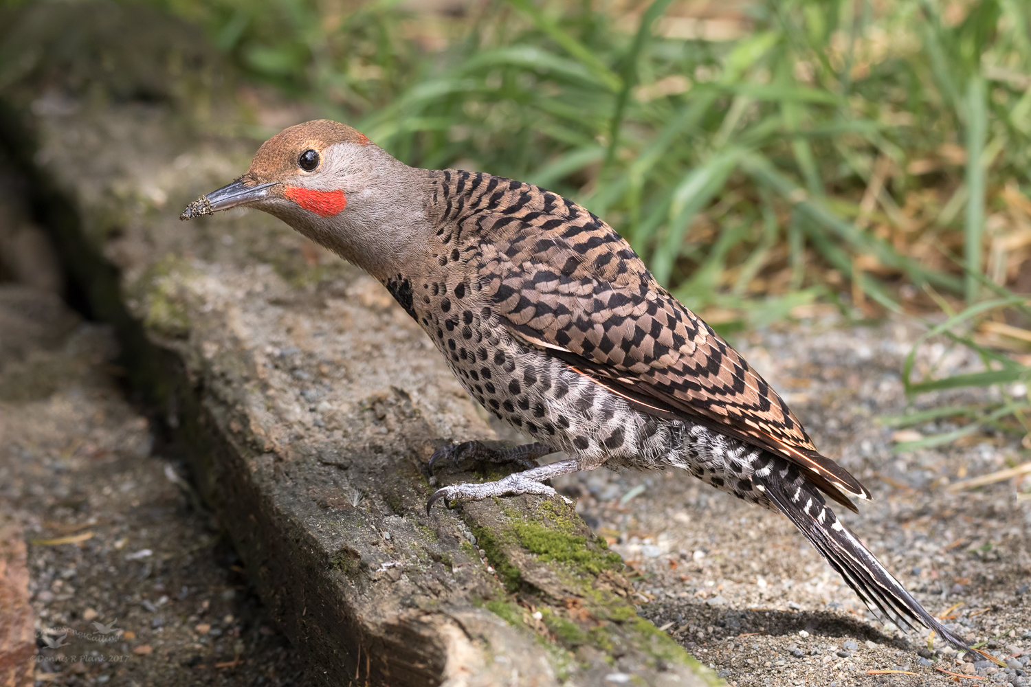 Northern Flicker