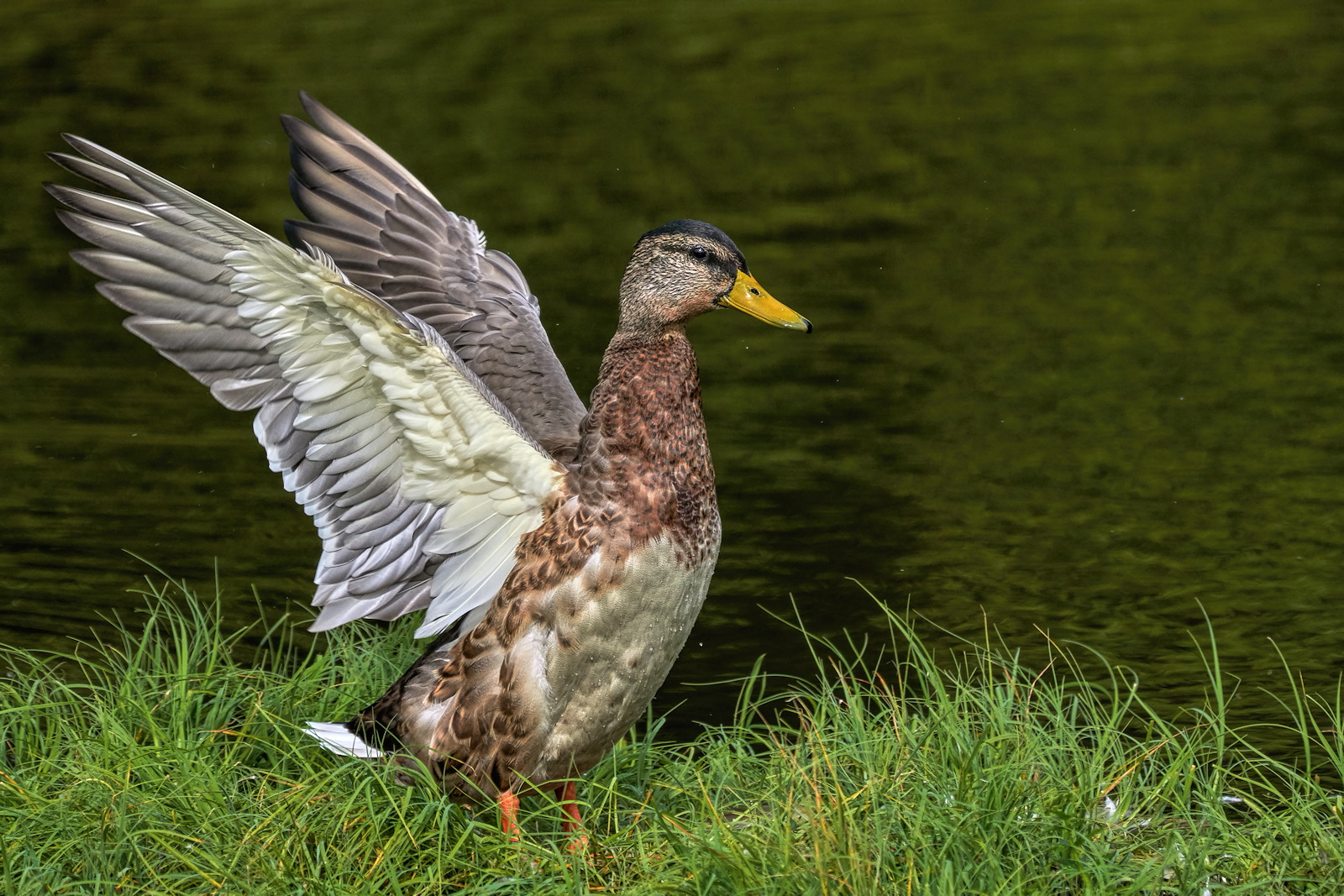Duck Display