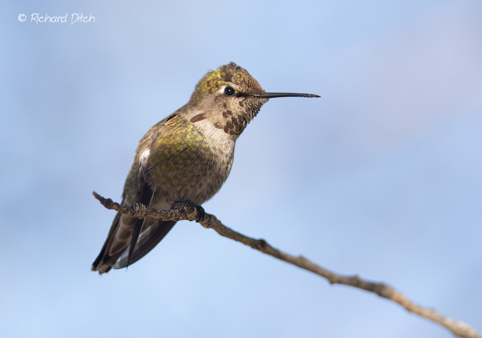Anna's Hummingbird