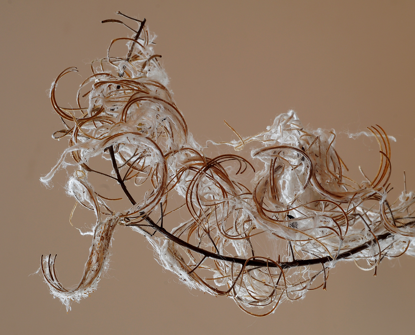 curving   lines
