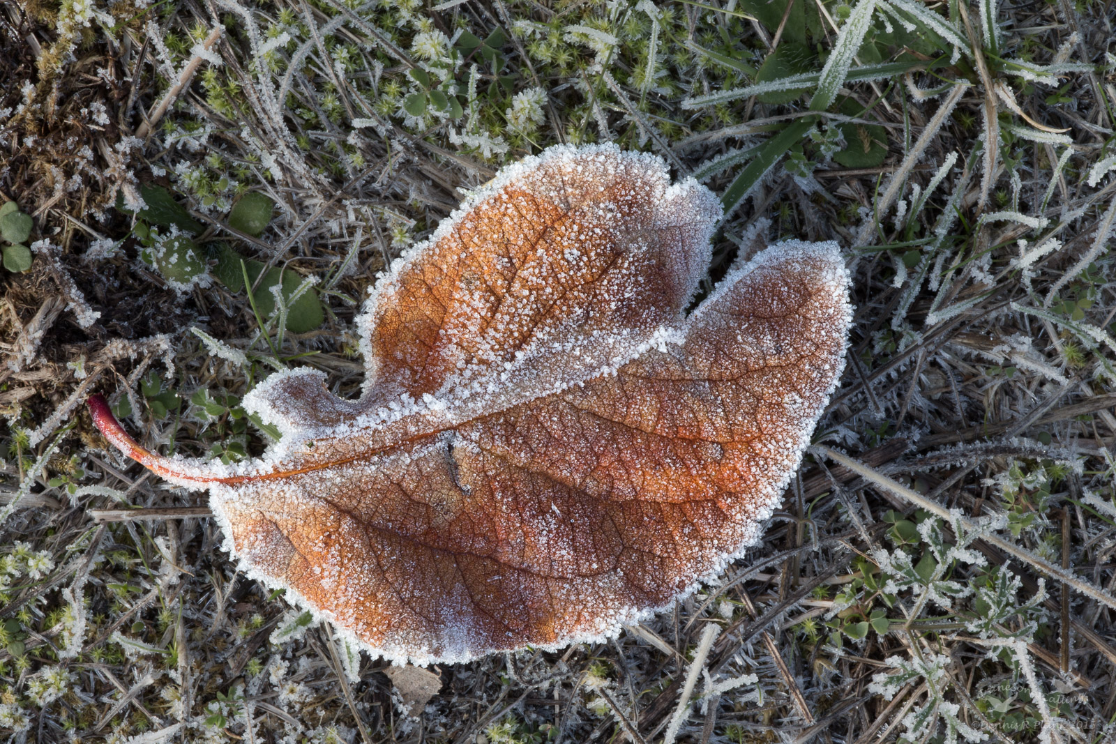 Frosted Apple Leaf