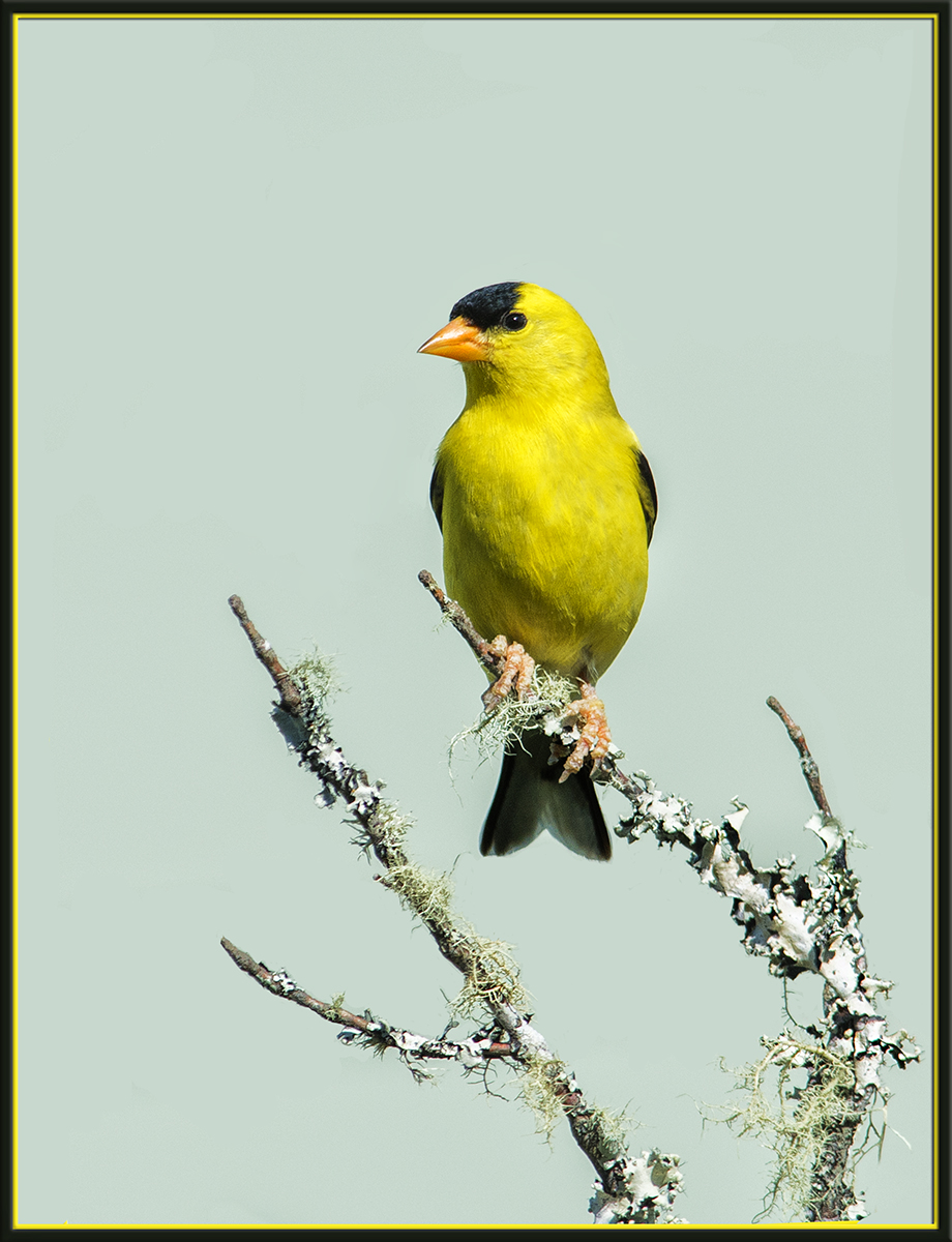 American Goldfinch