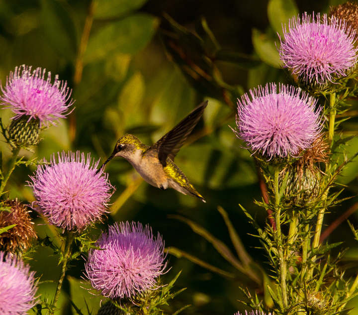 Hummingbird in thistle