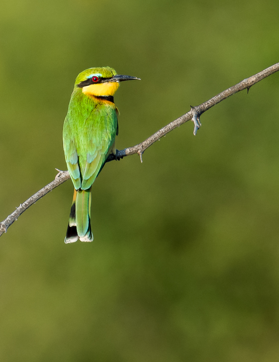 Little Bee Eater 