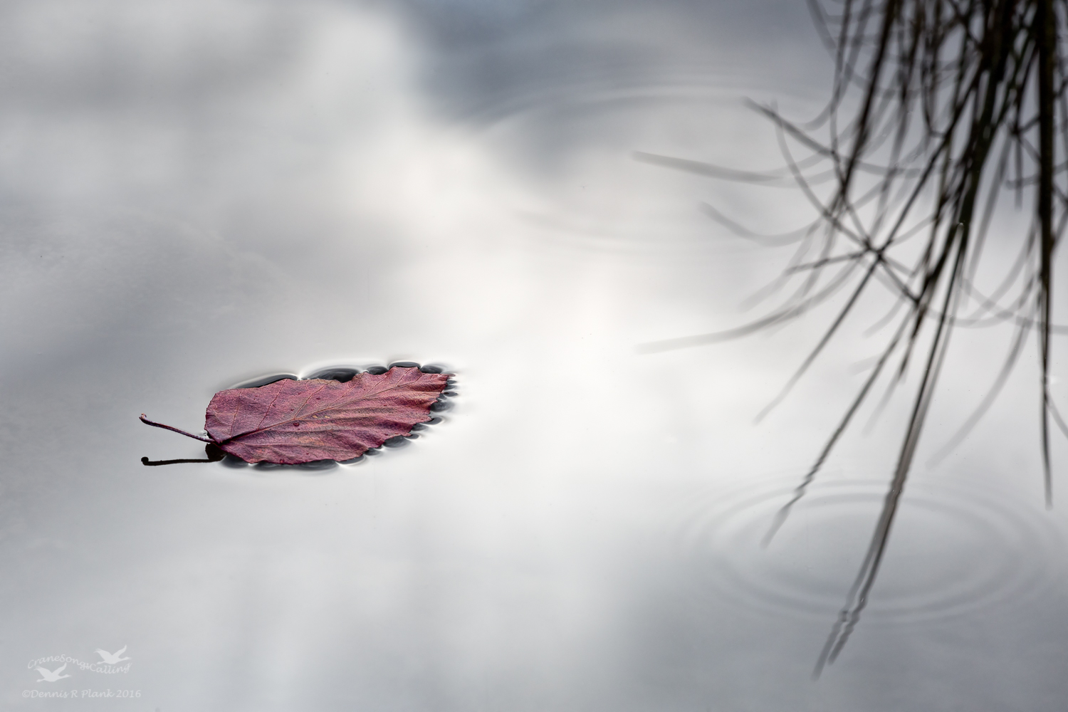 Floating Leaf