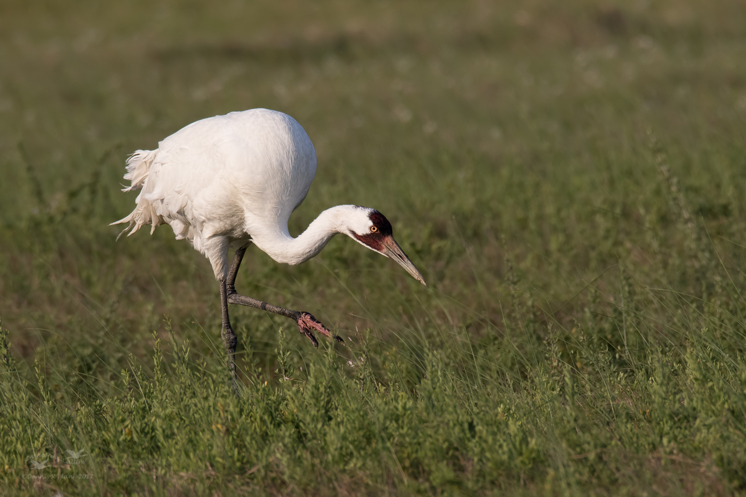 Whooping Crane
