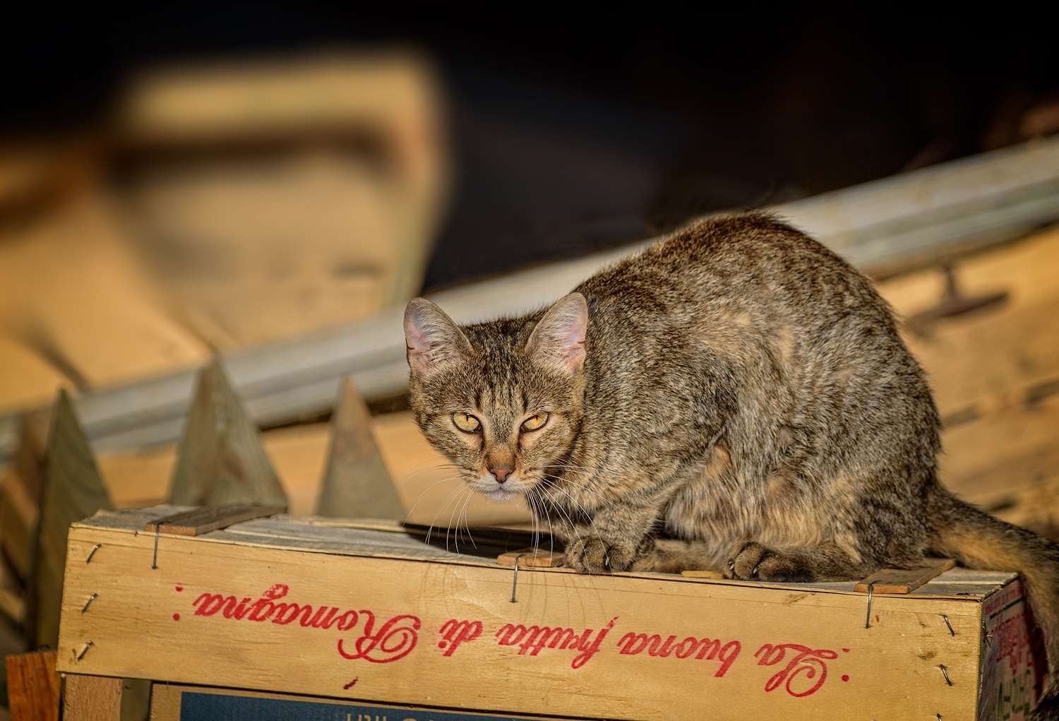 Italian Barn Cat