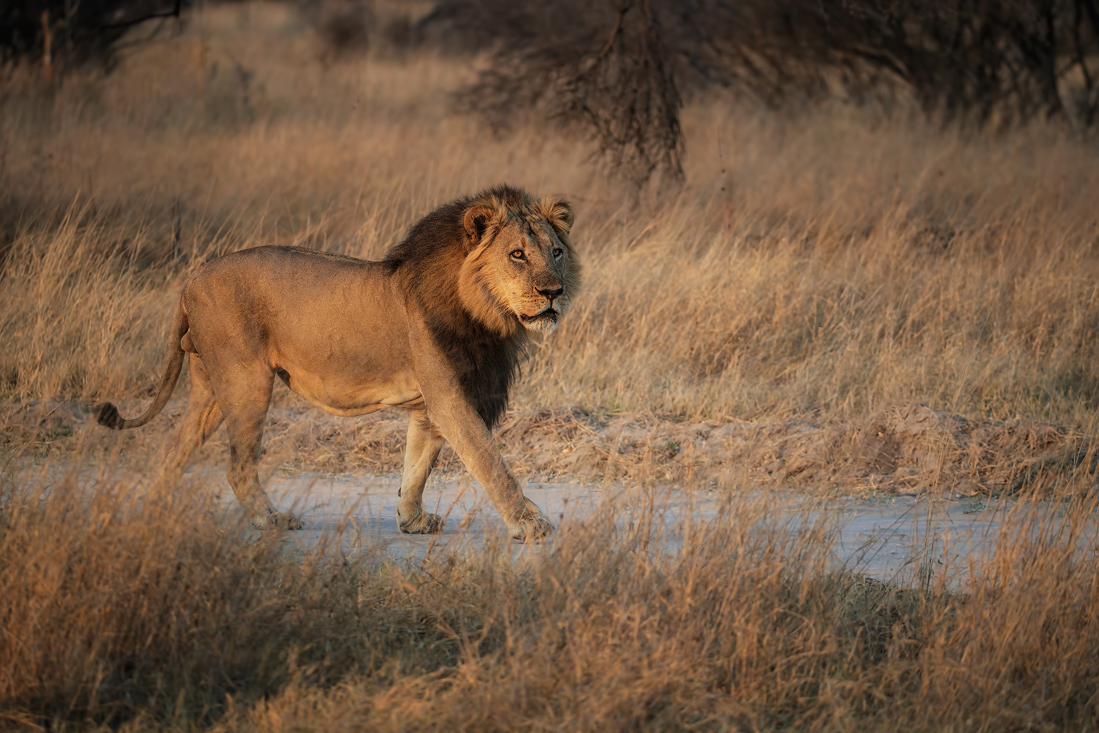 Bhubezi