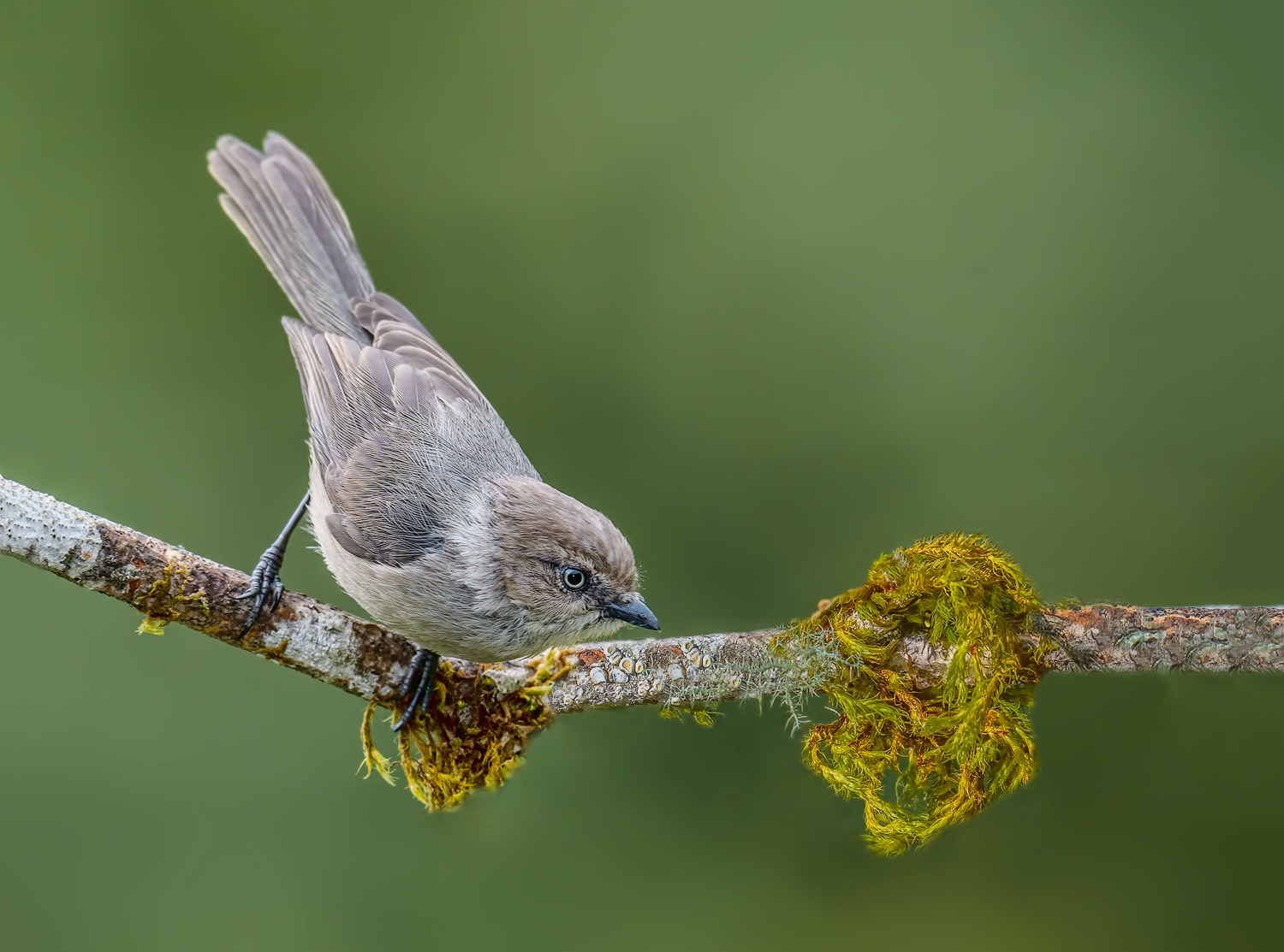 Bush Tit