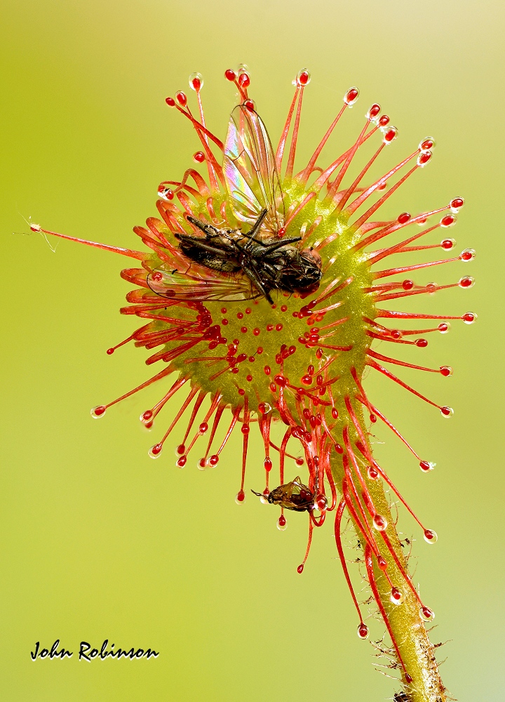 Sundew with capture