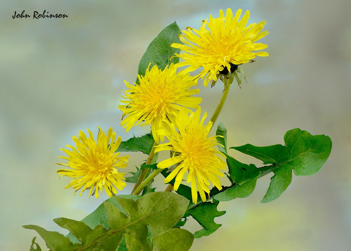 Dandelion