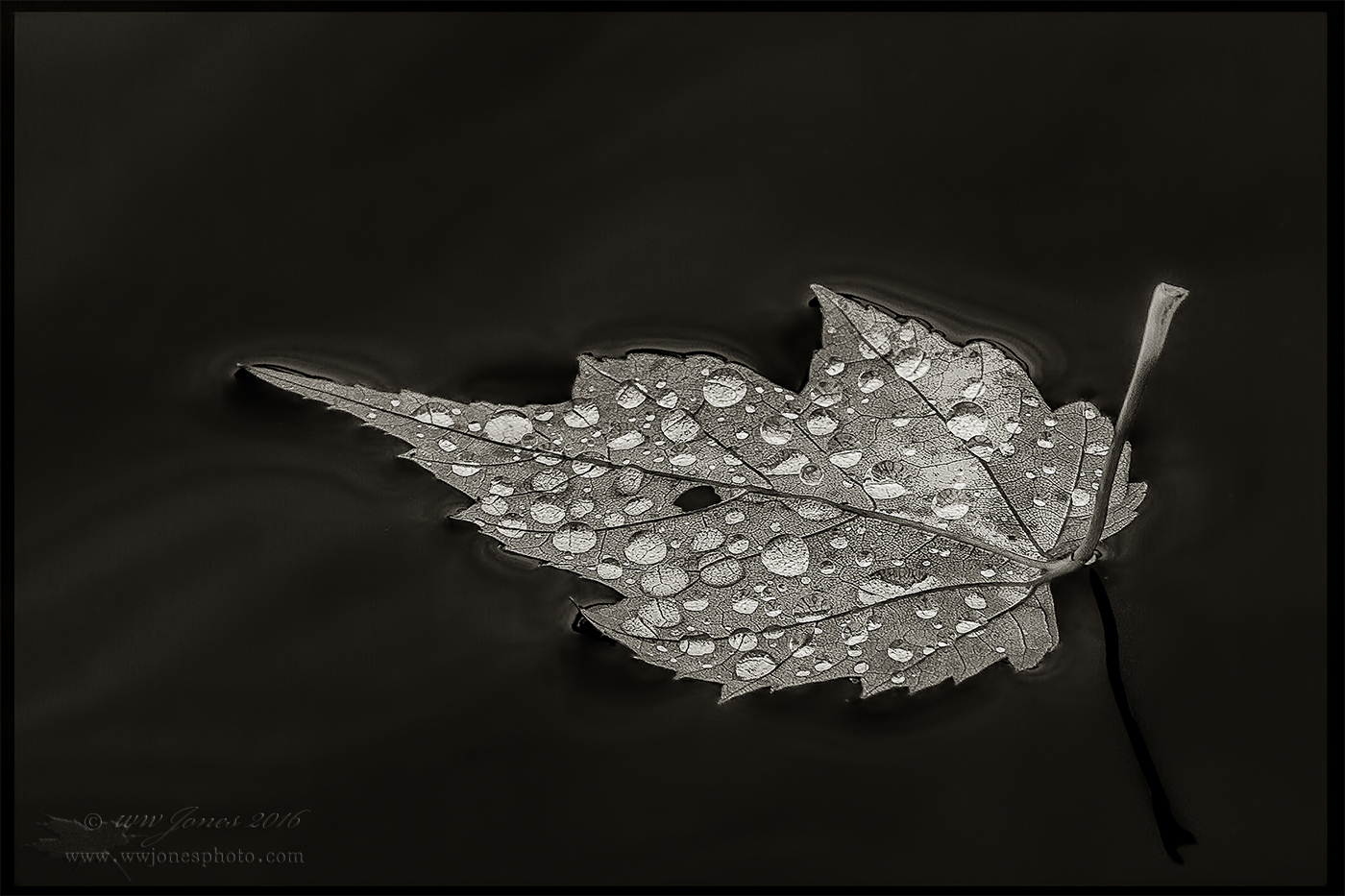 RainGems_Long Pd-16_BW