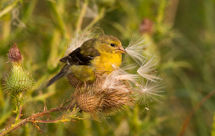 Fuzzy Finch