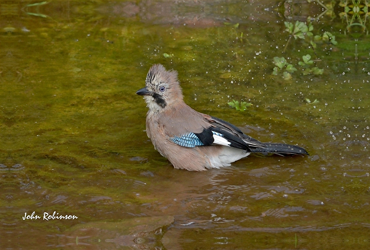 Jay