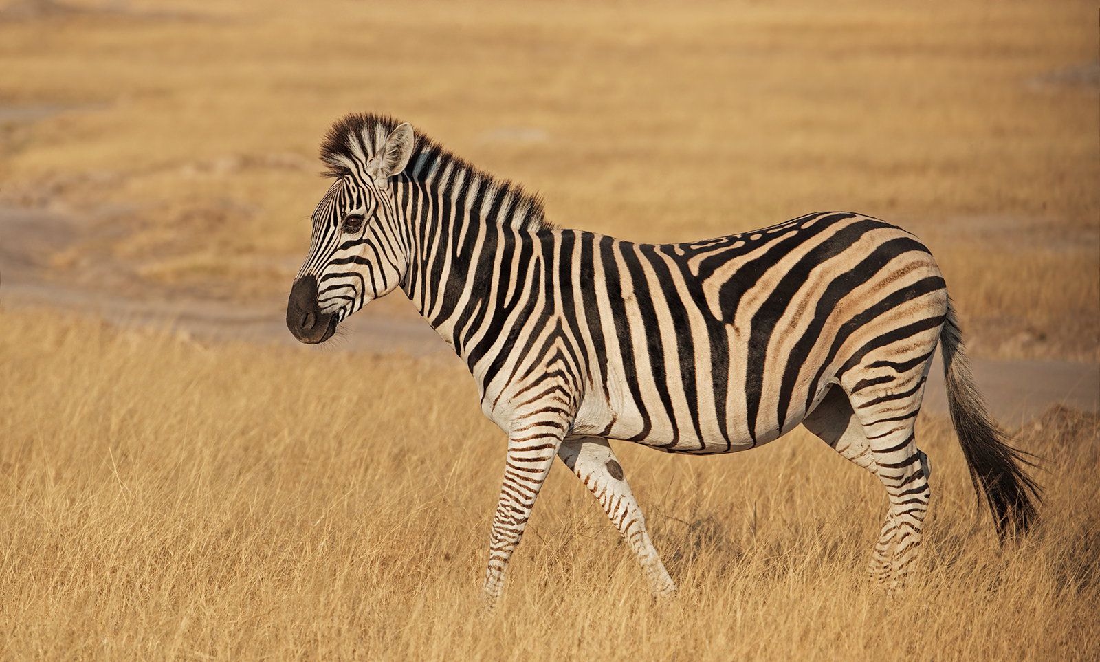 Sunny Day Zebra