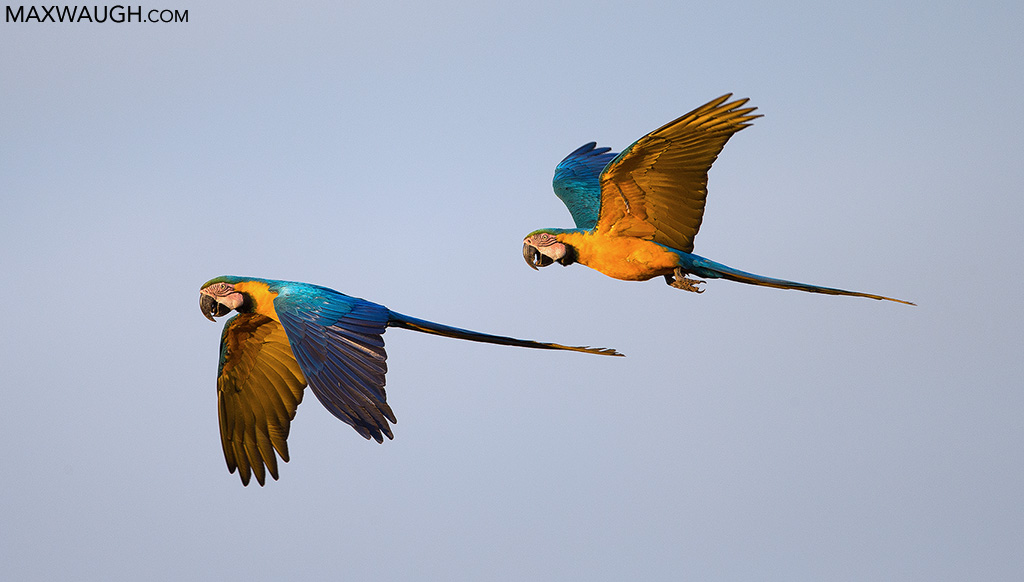 Blue and Yellow Macaws