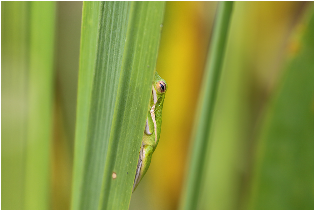 Shy Tree Frog