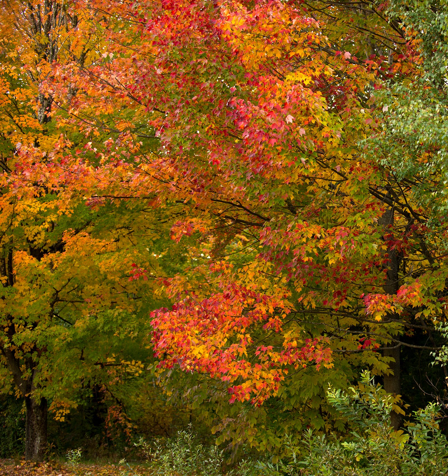  Red Maple  leaves